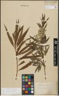 Foto von Salix purpurea L. x Salix viminalis L.